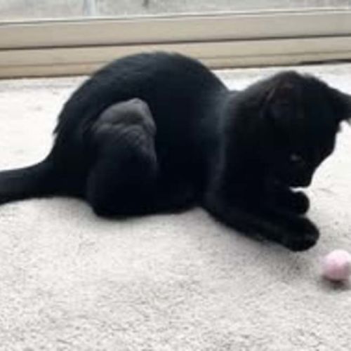 Piper - Reduced Adoption Fee