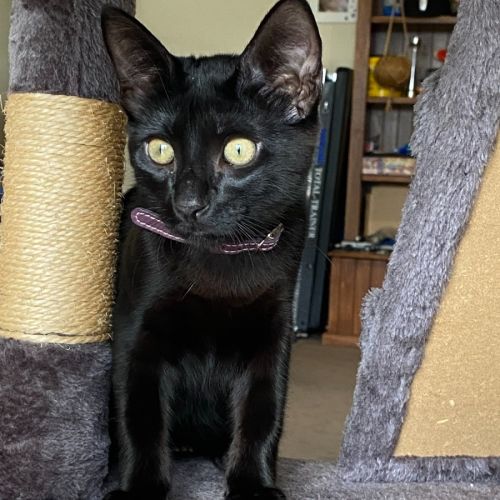 Maxi - Reduced Adoption Fee