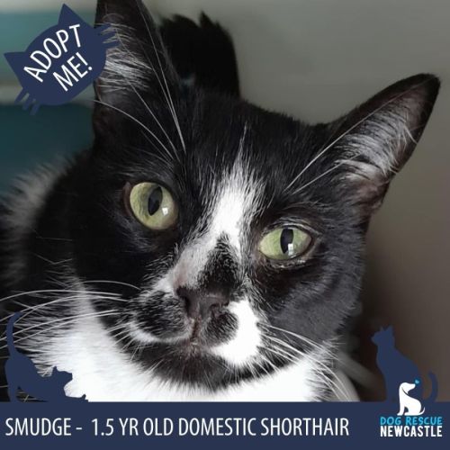 Smudge - 1.5 Year Old Domestic Short Hair