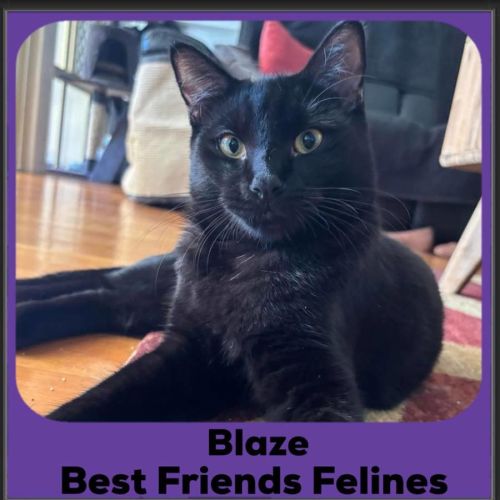 No photo for Blaze 