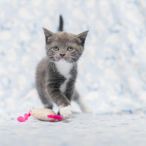 ** Vivienne West 2nd Chance Cat Rescue**