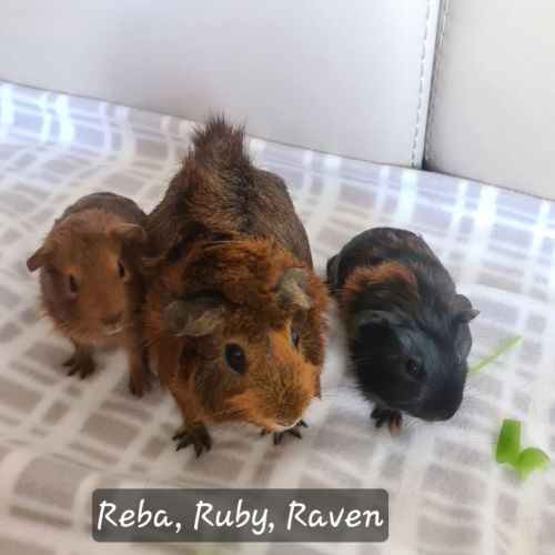 Ruby, Reba & Raven