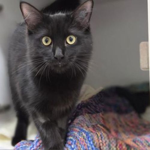 Vida