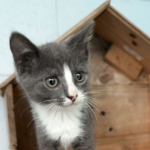 Evie