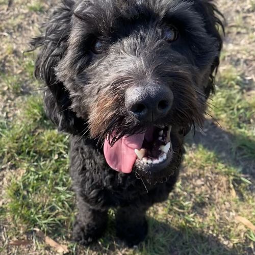 Axel