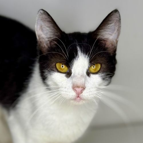 No photo for Snuggles