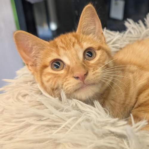 Obelisk The Tormentor