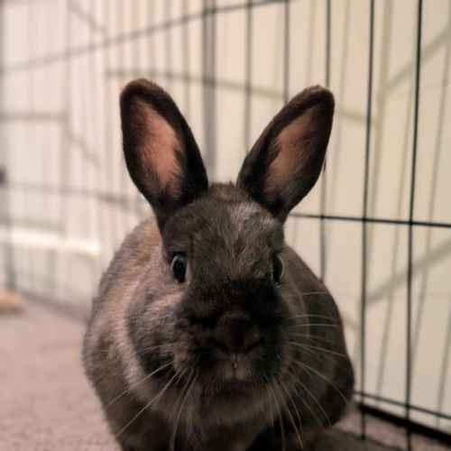 No photo for Bunny Boop
