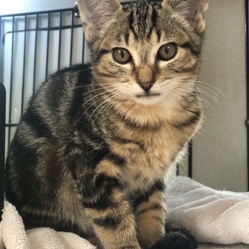 Peanut