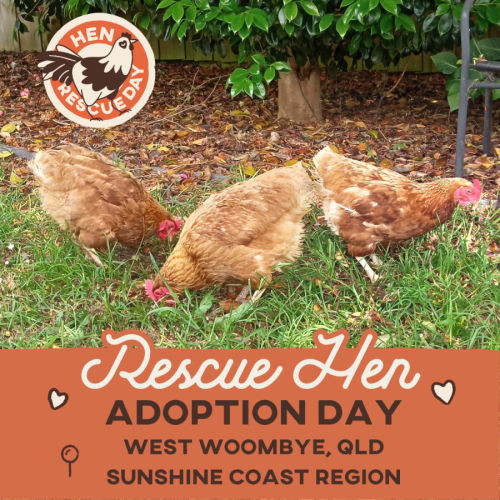 Rescue Hens