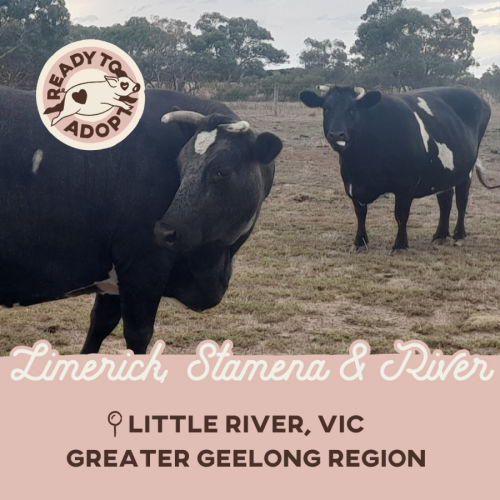 Limerick, Stamena & River