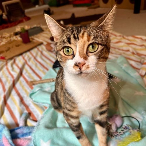 Moe - Located in Brunswick West