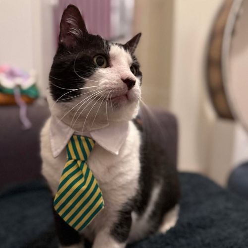 Carl - In foster care in Tranvancore