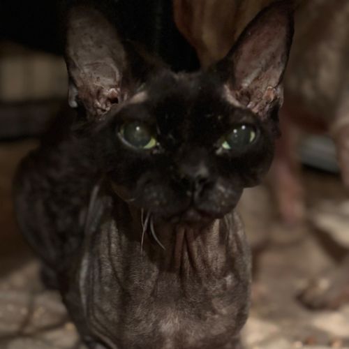 Turbo (bonded with Gemma)