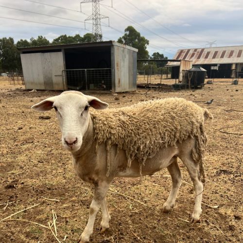 No photo for Salmon And Sardine