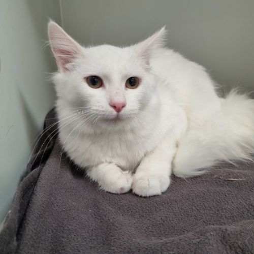 Marshmallow
