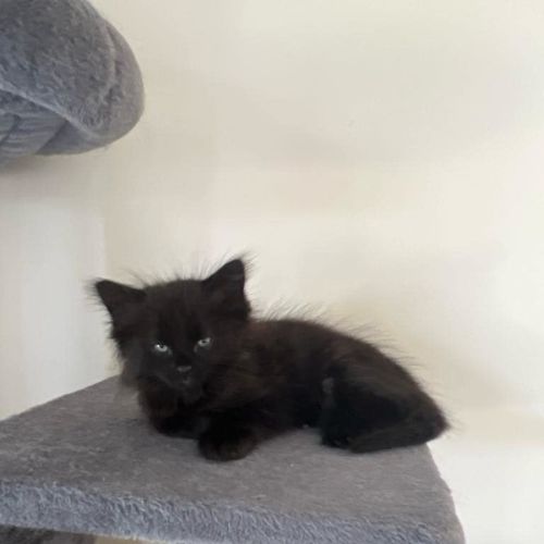 Charlie meet me@petstock keysborough store 