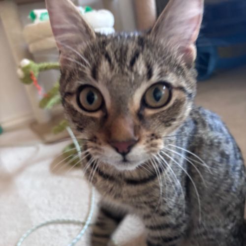 No photo for Savannah 