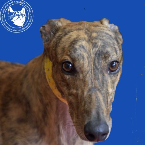 Mambo (Fingers Arrawarra)