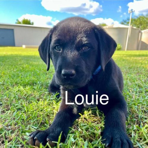 Louie