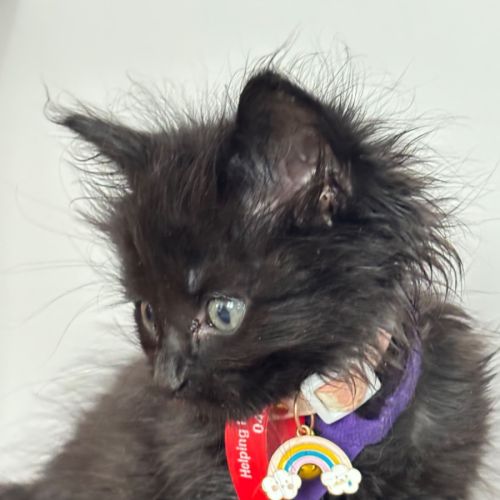 Lavakite - ( Fluffy)