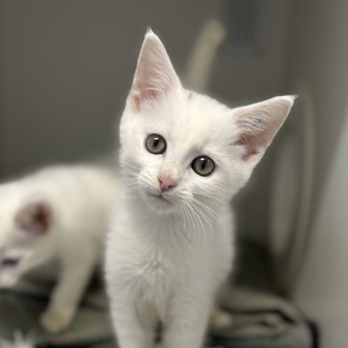 Mochi