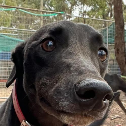 Archie small cat friendly