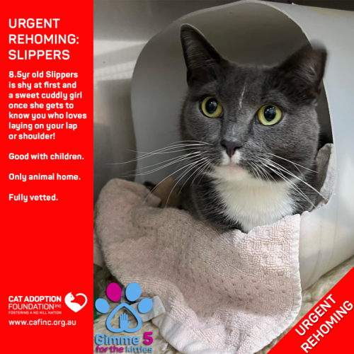 Slippers Private Rehoming No Charge!