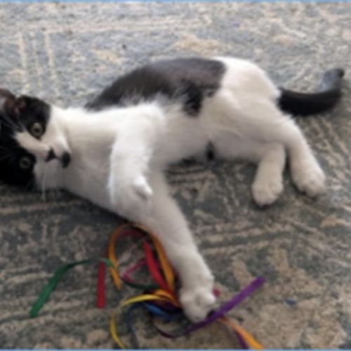 Maxine meet me@Petstock Hastings store