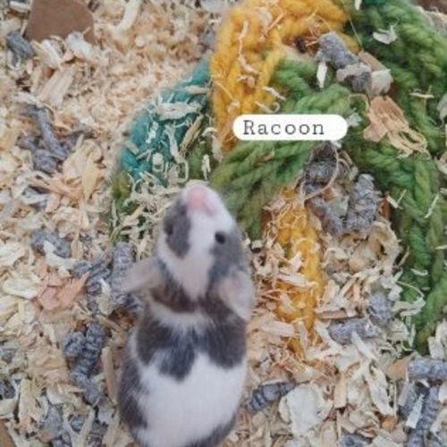 Raccoon