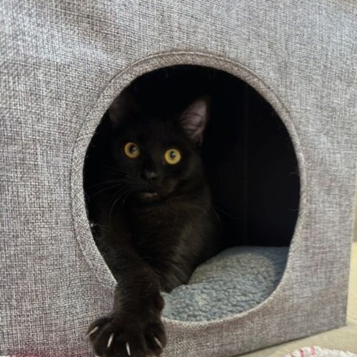 Hera