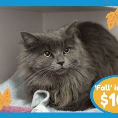 Libby