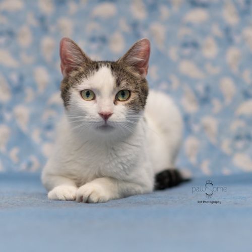 Blossom **2nd Chance Cat Rescue**