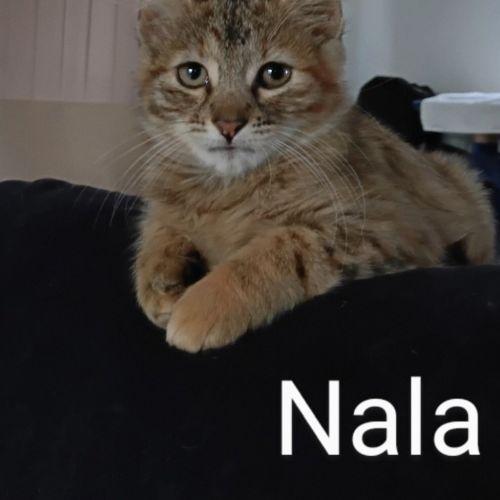 Narla
