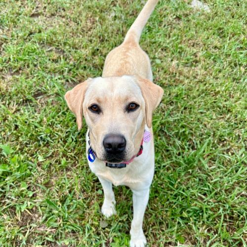 Pearl - 14 Month Old Labrador