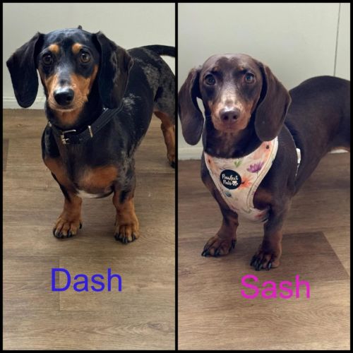 Dash and Sash