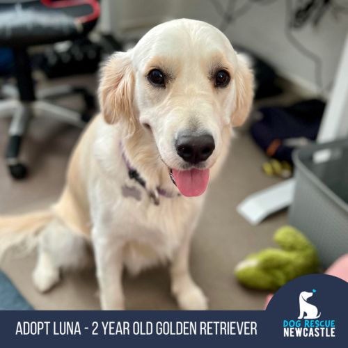 Luna - 2 Year Old Golden Retriever