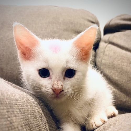 Pinky 