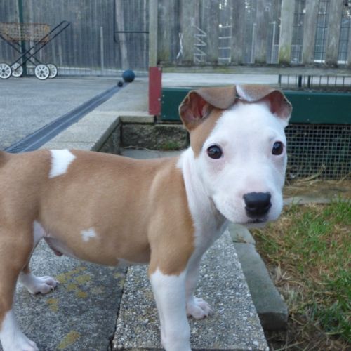 Kurnell on hold adoption pending