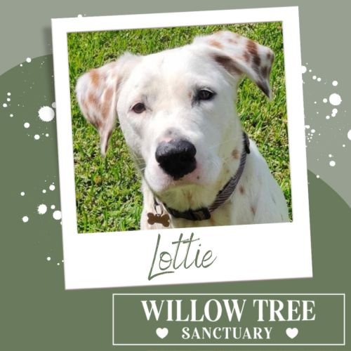 Lottie