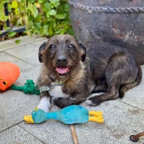 Beautiful Funny Beau 