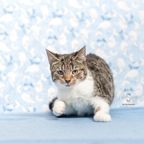 Atlas **2nd Chance Cat Rescue**