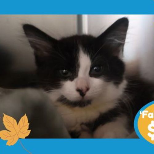Lola