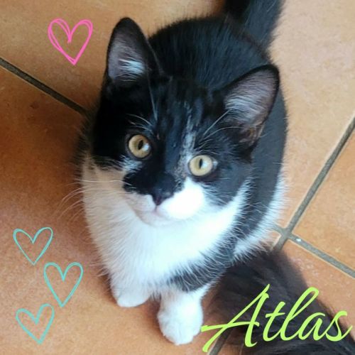 💕 Atlas 💕