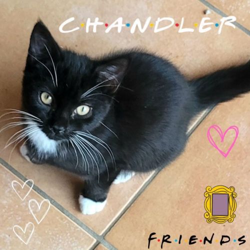 💕 Chandler Bing 💕