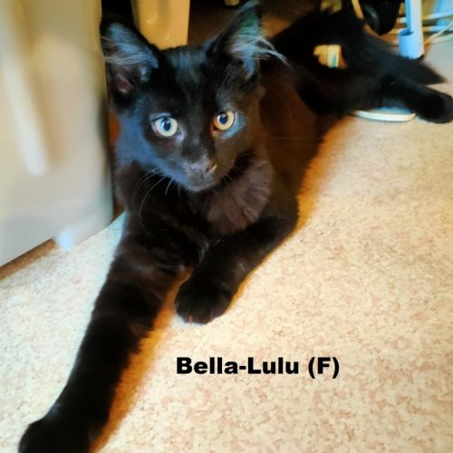 Bella-Lulu