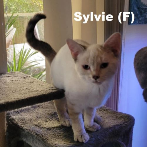 Sylvie