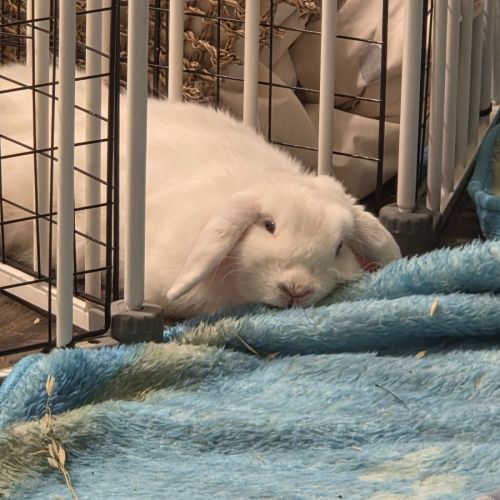 No photo for Adorable Coral 