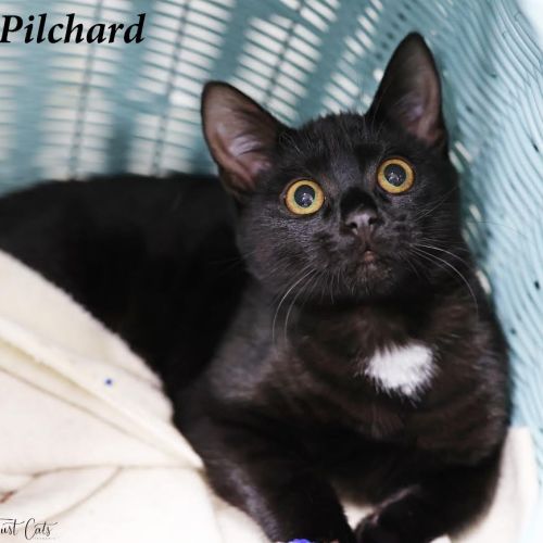 Pilchard