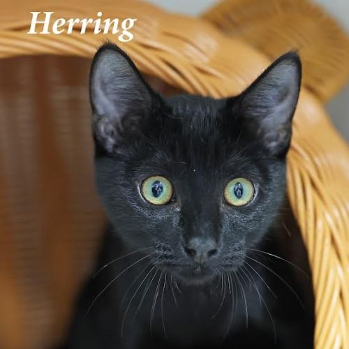 Herring - Burnie